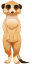 merkat