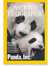 panda