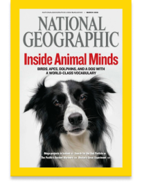 the-smart-dog